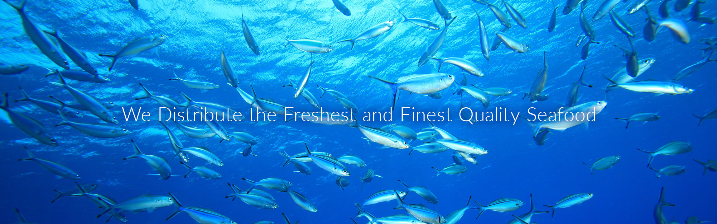 We Distribute the Freshest and Finest Quality Seafood